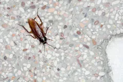 American cockroach on a speckled terrazzo floor, seen from above