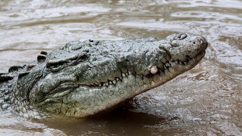 American crocodile resting at the water's edge with its narrow snout raised