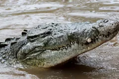 American crocodile resting at the water's edge with its narrow snout raised