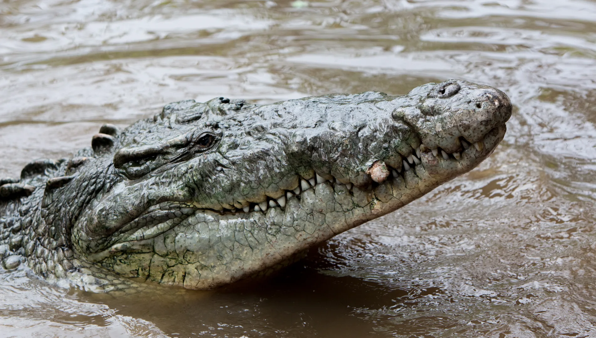 American crocodile resting at the water's edge with its narrow snout raised