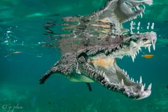 American crocodile underwater with its jaws wide open