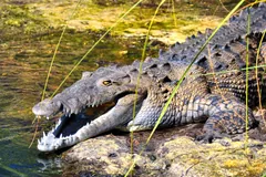 American crocodile on a riverbank with its long tapering snout open