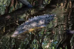 American crocodile floating among mangrove roots and their reflections