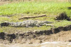 American crocodile basking on a muddy riverbank below green grass