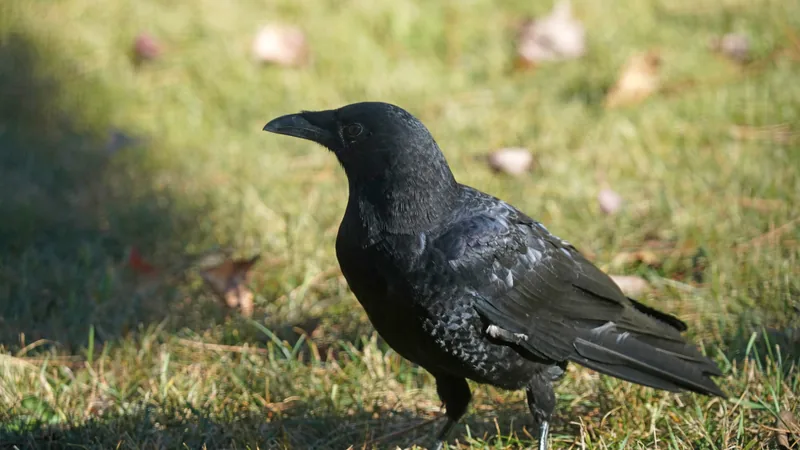 American crow walking across short grass, glossy black from bill to tail