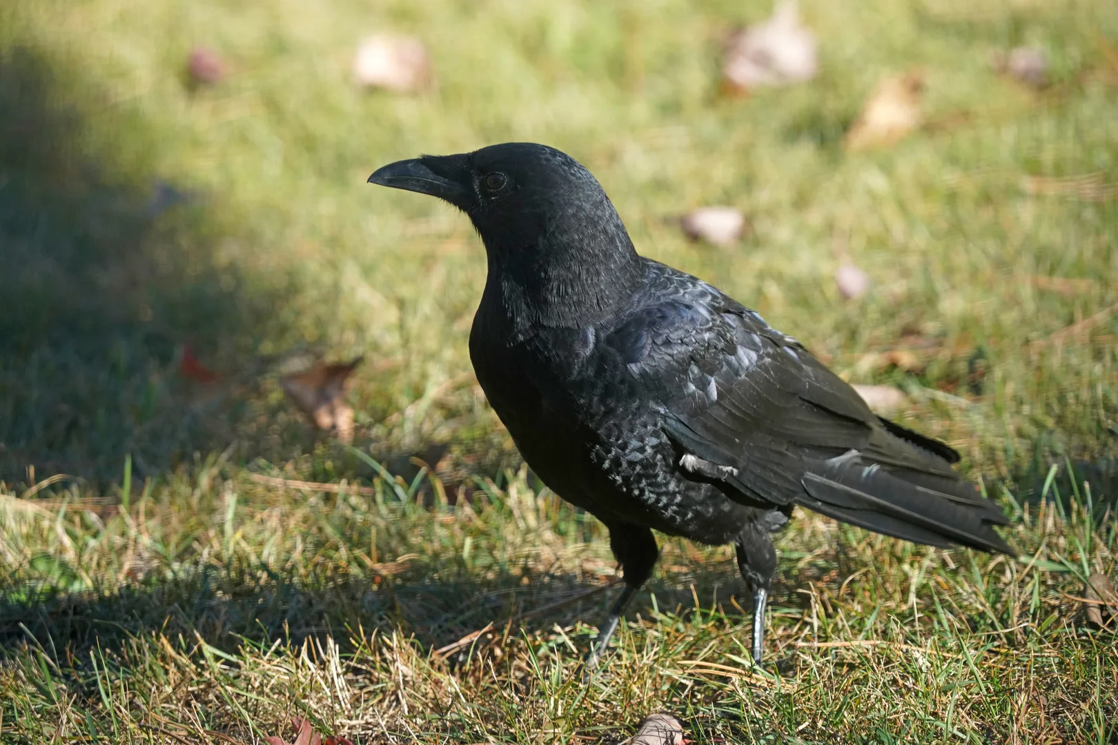 American crow walking across short grass, glossy black from bill to tail