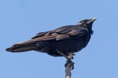 American crow perched on a post against a clear blue sky