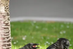 Adult American crow standing on a lawn beside a begging fledgling
