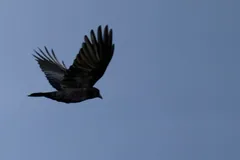 American crow flying with its wings raised and fingered tips spread