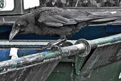 American crow perched on the edge of an open dumpster