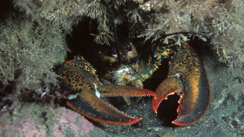 American lobster in a rocky crevice off Newfoundland with both claws held open