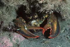 American lobster in a rocky crevice off Newfoundland with both claws held open