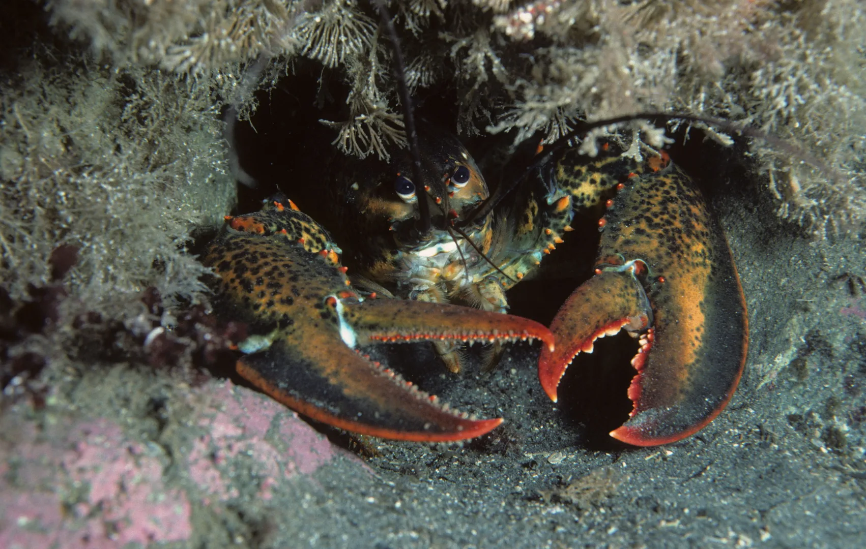 American lobster in a rocky crevice off Newfoundland with both claws held open