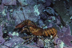 American lobster walking over pink coralline rock among sea stars