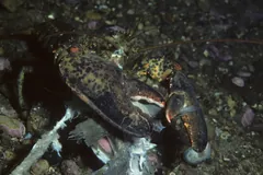Mottled American lobster resting on gravel on the seabed