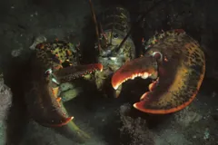 American lobster facing forward from under a rock ledge, claws spread