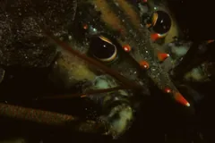 Close view of an American lobster's eyes and antennae in the dark