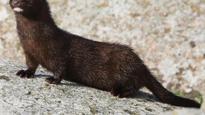 Dark brown American mink with a white chin standing on a lichen-covered rock