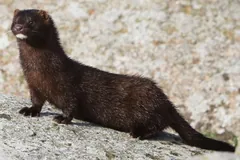 Dark brown American mink with a white chin standing on a lichen-covered rock