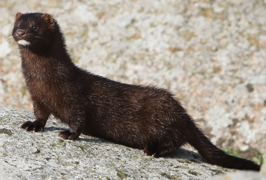 Dark brown American mink with a white chin standing on a lichen-covered rock