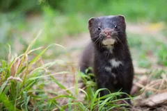 Near-black American mink with a white chin and chest spots peering out of grass