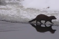 American mink running along the edge of ice beside dark open water