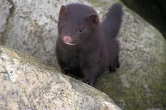 American mink peeking between two large grey boulders