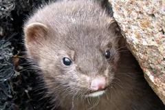 Young American mink looking out from its den under a rock