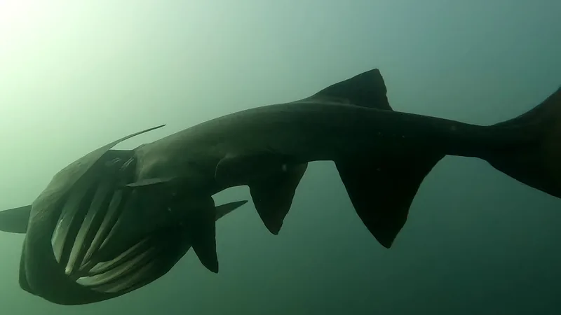 American paddlefish from below in murky green water, the pale bars of its gill rakers showing inside the open gill slit