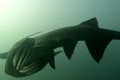 American paddlefish from below in murky green water, the pale bars of its gill rakers showing inside the open gill slit