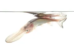 A pale, pinkish young paddlefish swimming just under the water surface against a white background