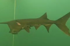 American paddlefish in side view in green water, its flat rostrum as long as its head and a long pointed flap swept back behind the eye