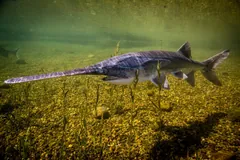 American paddlefish swimming low over a gravel riverbed through thin water plants, its long paddle-shaped snout held out ahead