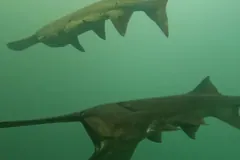 Two American paddlefish passing each other in green water, each with a long flat rostrum held out ahead