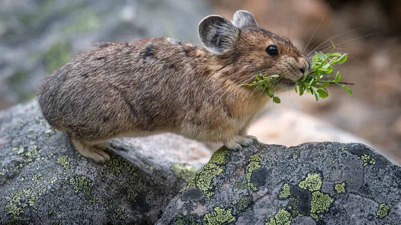 American pika on a lichen-covered rock with a mouthful of green plants