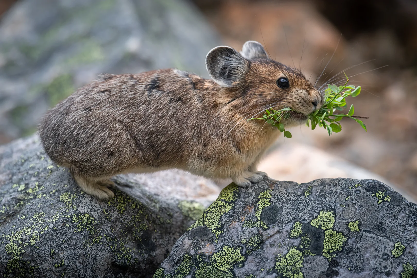 American pika on a lichen-covered rock with a mouthful of green plants