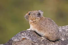 Round-eared American pika sitting on a rock above a mossy slope