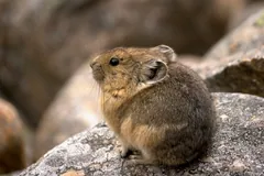 Brown American pika hunched on a boulder in a rocky slope