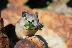 American pika on a rock carrying a bundle of fresh plant stems in its mouth