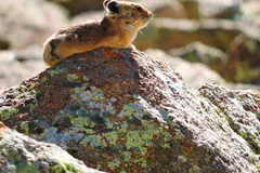 American pika perched on an orange lichen-covered boulder in a talus field