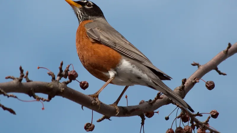American Robin in this matchup