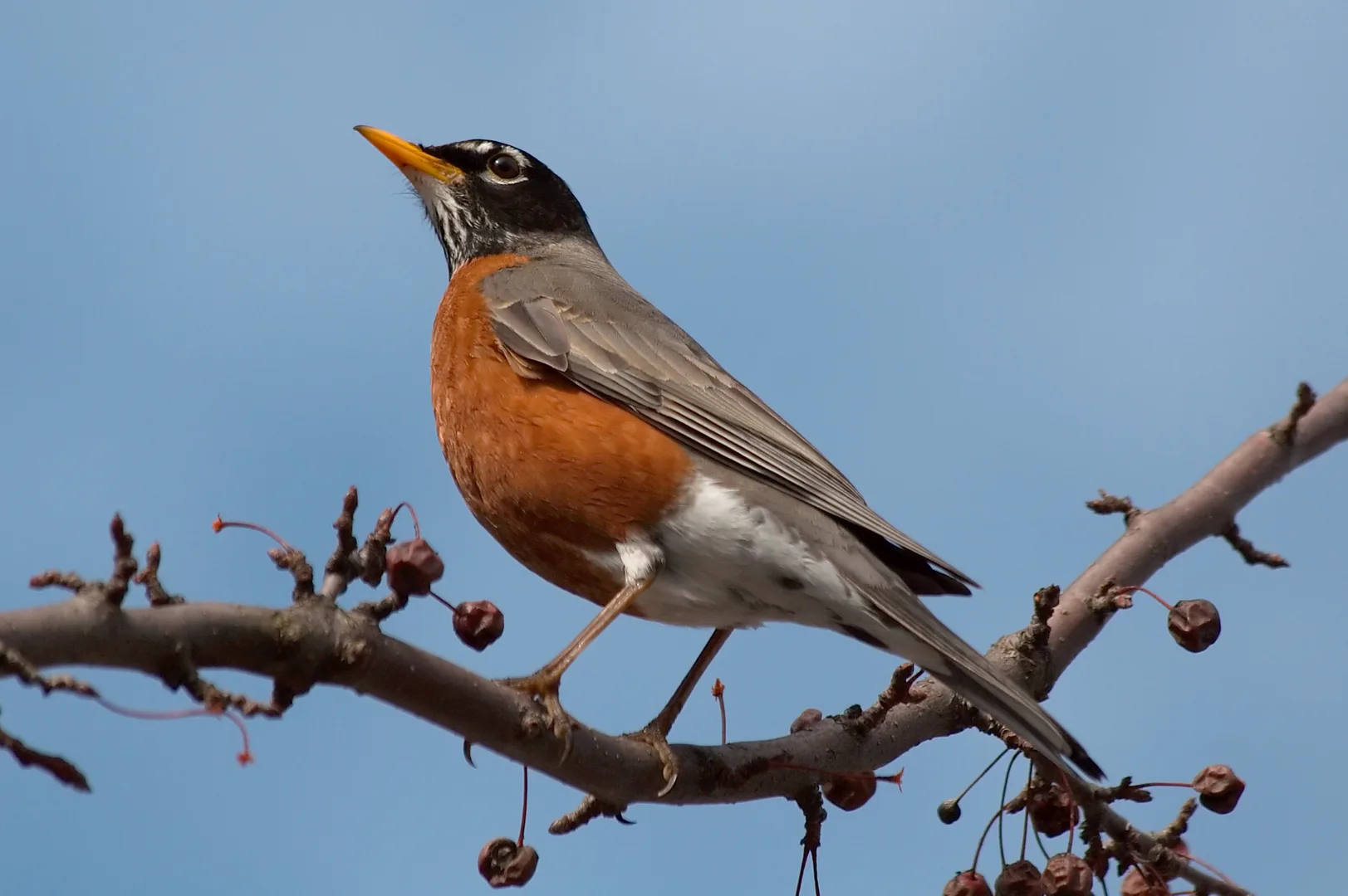 American Robin
