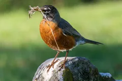 American robin standing on a rock with grass stems in its bill