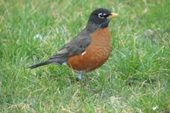American robin standing upright on a green lawn