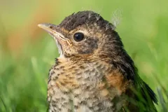 Young American robin with a spotted, speckled breast