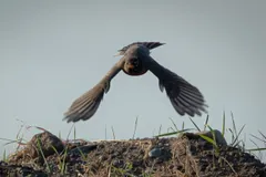 American robin in flight with wings spread above a mound of earth