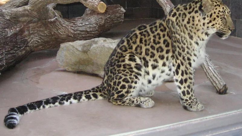 Amur Leopard in natural habitat