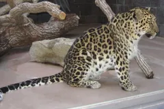 Amur Leopard in natural habitat