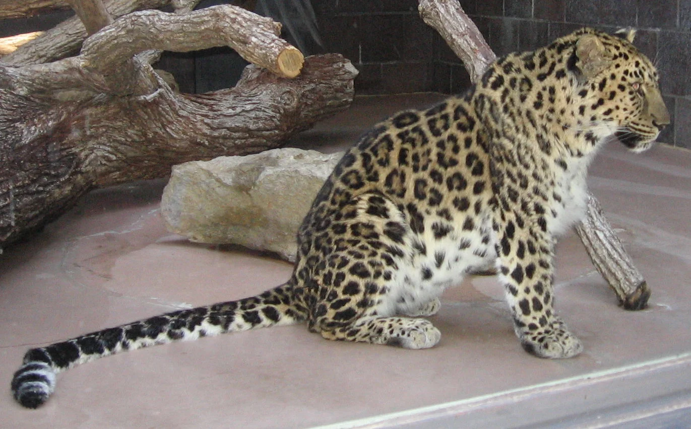 Amur Leopard in natural habitat