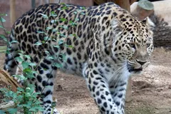 Amur Leopard in natural habitat
